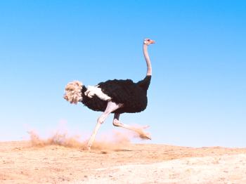 ¿Qué importancia tiene el avestruz, el tamaño del ave no voladora más grande del planeta?