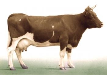 Raza Alataus de vacas para la reproducción, foto, descripción