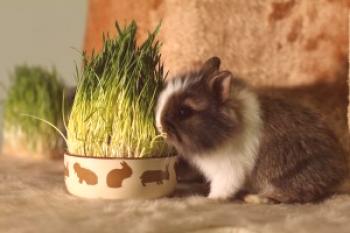 ¿Cuánto viven los conejos decorativos caseros?