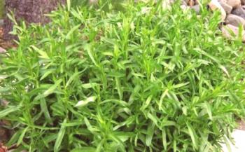Tarragon, pehtran, pelin (Artemisia)