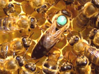 Apicultura y clavel de abejas: descripción de la raza y sus características.