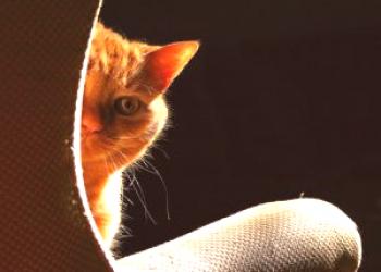 ¿Por qué un gato fuma orina, huele a amoniaco incluso en la castración, por qué huele a un gato con orina?
