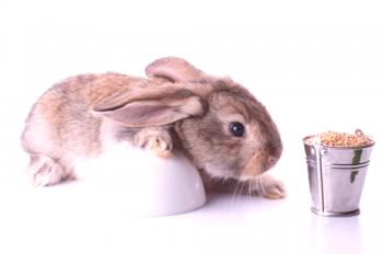 Hranjenje zajcev z zrnjem: lahko ali ne