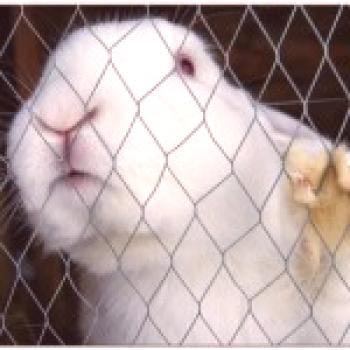 Conejos raza blanca gigante - cría y foto.