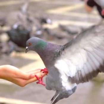 Kaj lahko hranite golobe na ulici v zimskem času