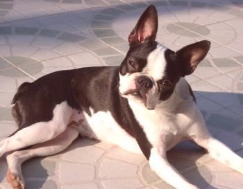 Boston Terrier: foto, descripción de la raza, personaje, video, cuidado