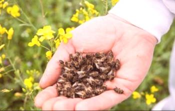 Podmorska čebela: zdravilne lastnosti, koristi in škoda