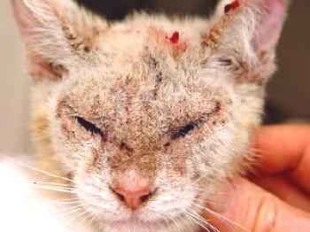 ¿Cómo curar eficazmente un gato de sarna?