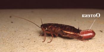 Колко живеят домашните хлебарки?Колко време живеят без храна и без вода?