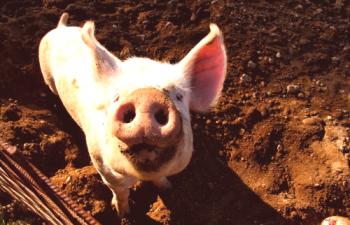 Estreñimiento en cerdos: qué tratar, qué hacer.