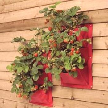Cómo hacer camas verticales para fresas con tus propias manos + foto