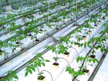Pravila sistema za kapljično namakanje za rastlinjake in rastlinjake