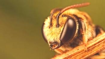 ¿Cuántos ojos de abeja?