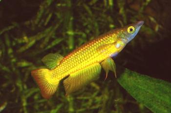 Gold Lineatuz Риба: Съдържание, Развъждане, Фото и Видео