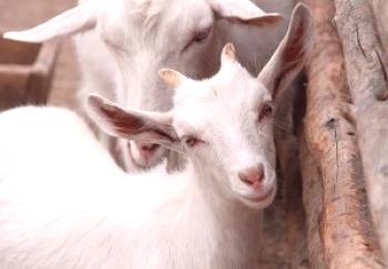Kako narediti kozjo kozo: video