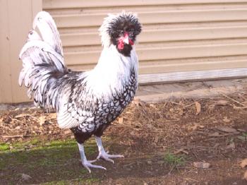 Las mejores razas de gallinas y gallos decorativos: descripción y fotos de aves.