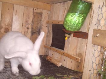 Beba para conejos con sus propias manos - instrucción de foto y video