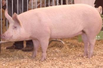 Murom raza de cerdos: foto y descripción