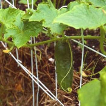 Cómo cuidar los pepinos en un invernadero + video: Cuidar los pepinos en un invernadero