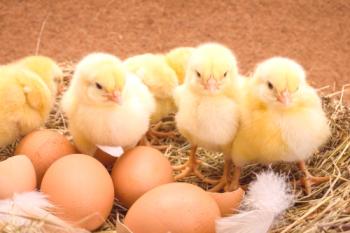 ¿Cuántos días de pollo incuban los huevos?