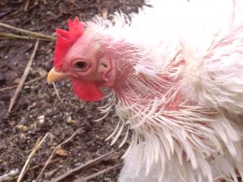 Cómo hacer frente a la cojera de primavera en pollos: consejos y consejos de especialistas