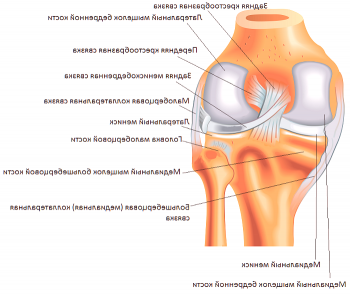 Kako je zdravljenje raztezanja ligamenta kolenskega sklepa?