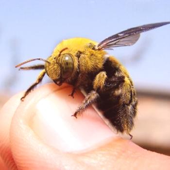 Qué hacer si ha picado una abeja o un asador y cómo extraer un tumor de una picadura de abeja