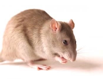 Remedios efectivos de ratas
