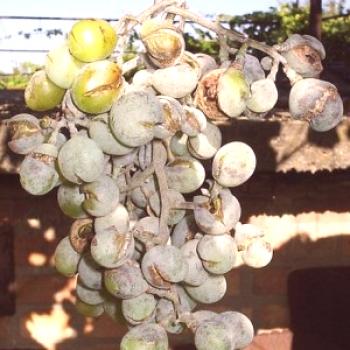 Oidium grozdje