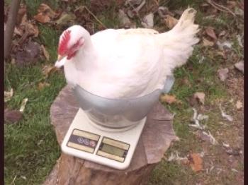 Matanza y tratamiento de pollos en casa: video