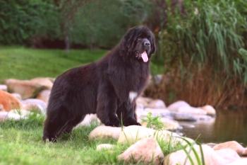 La raza de los perros de Terranova: un amigo fiel y un salvavidas valiente (foto): descripción, carácter, cuidado