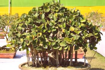 Ficus Bengal: cuidado del hogar, foto