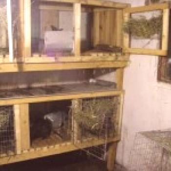 Cría de conejos en casa - la experiencia del conejo