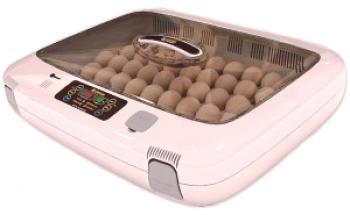 Huevos de cabra en la incubadora en casa: video
