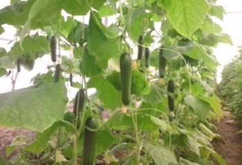 Consejos para cultivar pepinos en un invernadero de policarbonato: selección de variedades, reglas de siembra y cuidado, video