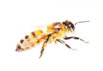 Cómo criar abejas en casa: video