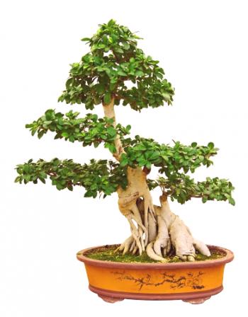 Ficus bonsai: nega na domu, fotografija