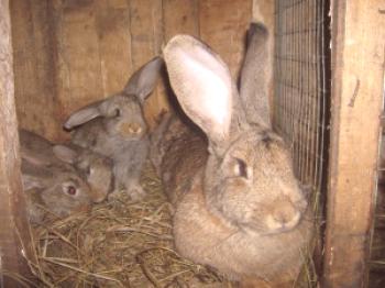 Platija de conejo (gigante belga): retención y cría