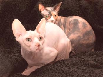 Don sphinx (fotografija): dobra in igriva mačka brez oblačil