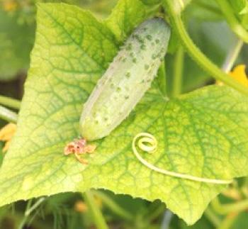 Краставици в оранжерия: засаждане и грижи, засаждане, засаждане и поливане