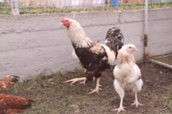 Piščančje pasme piščancev: fotografija, opis, ocene