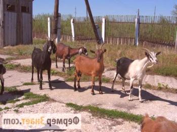 Electrostail para cabras: custodia segura y cómoda de animales.