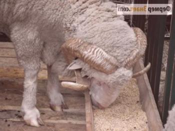 Qué alimentar a las ovejas y cómo hacer un comedero con sus propias manos.