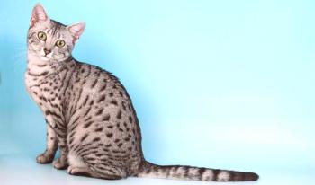 Las razas de gatos de pelo corto: una lista de razas con fotos, cuidado del cabello.
