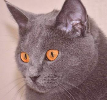Gato chartreuse: foto, video, raza, personaje, dejando