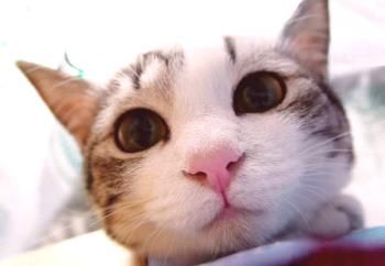 Cat Cow Cat Chow - Ocene in nasveti za veterinarje