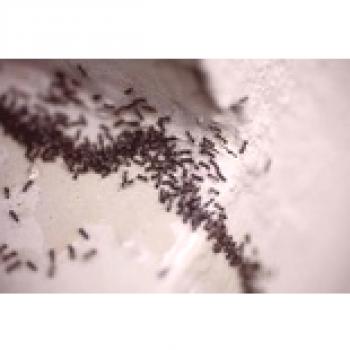 Cómo deshacerse de las hormigas pequeñas en un apartamento