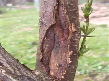 Zdravljenje skorje sadnih dreves in jesensko beljenje