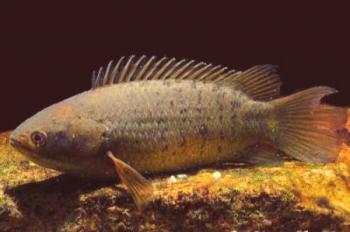 Anabass: características del pescado, retención, nutrición y reproducción.