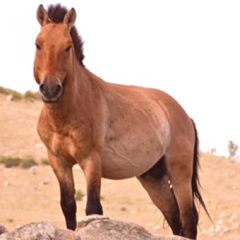 Коня Пржевалски: описание на дивия кон, мястото на пребиваване